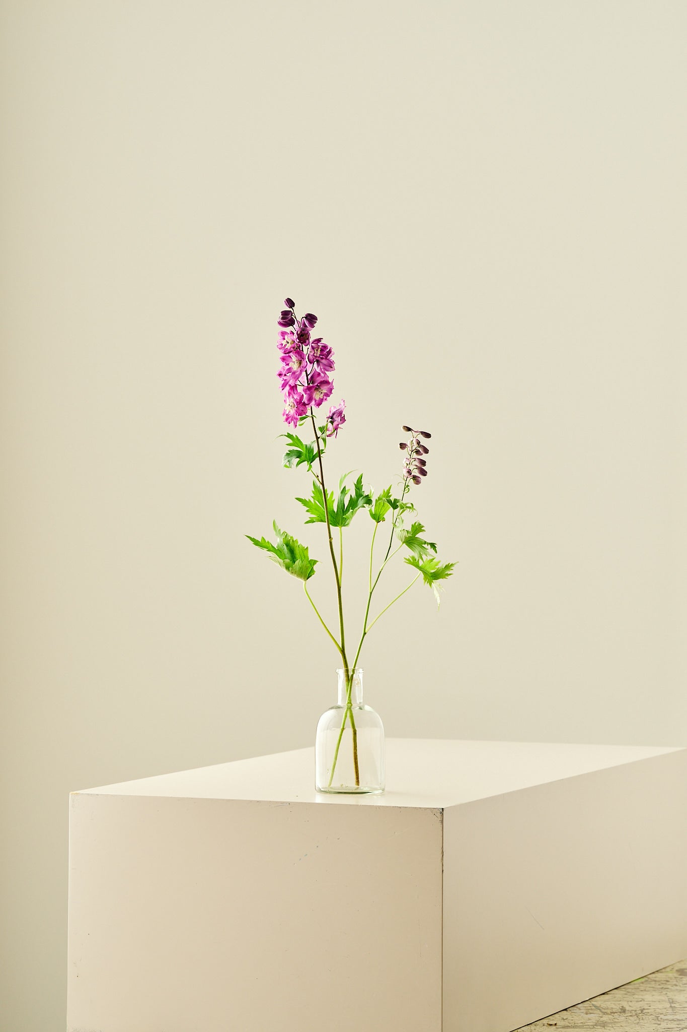 Ridderspore 'Magic Fountains Cherry Blossom' - frø - Stauder - til din skærehave her vist på billede 5 fra Frk. Grønt