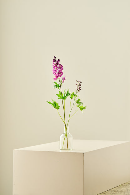 Ridderspore 'Magic Fountains Cherry Blossom' - frø - Stauder - til din skærehave her vist på billede 5 fra Frk. Grønt