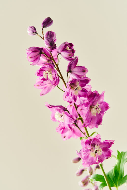 Ridderspore 'Magic Fountains Cherry Blossom' - frø - Stauder - til din skærehave her vist på billede 6 fra Frk. Grønt