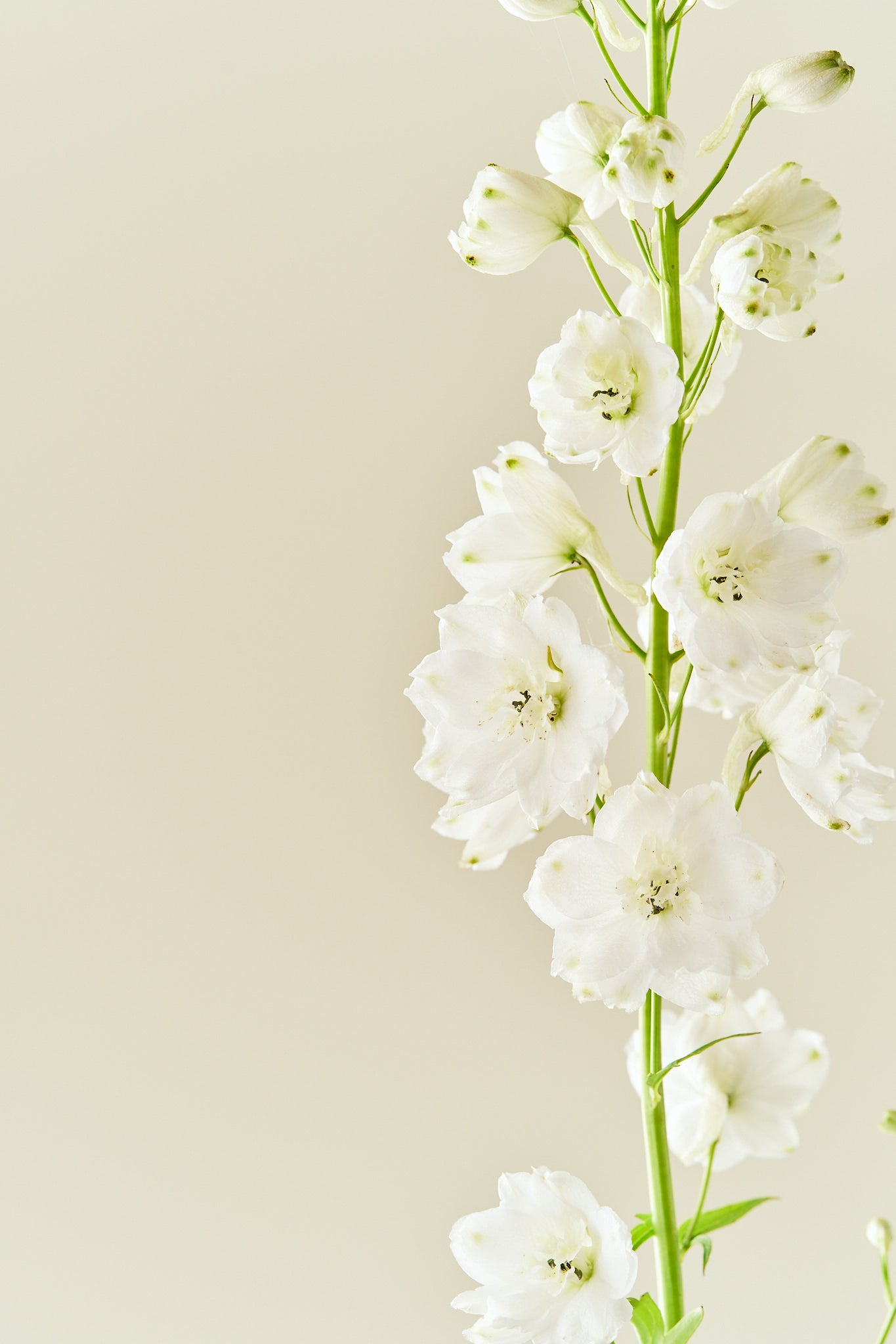 Ridderspore 'Magic Fountains Mix' - frø - Stauder - til din skærehave her vist på billede 1 fra Frk. Grønt