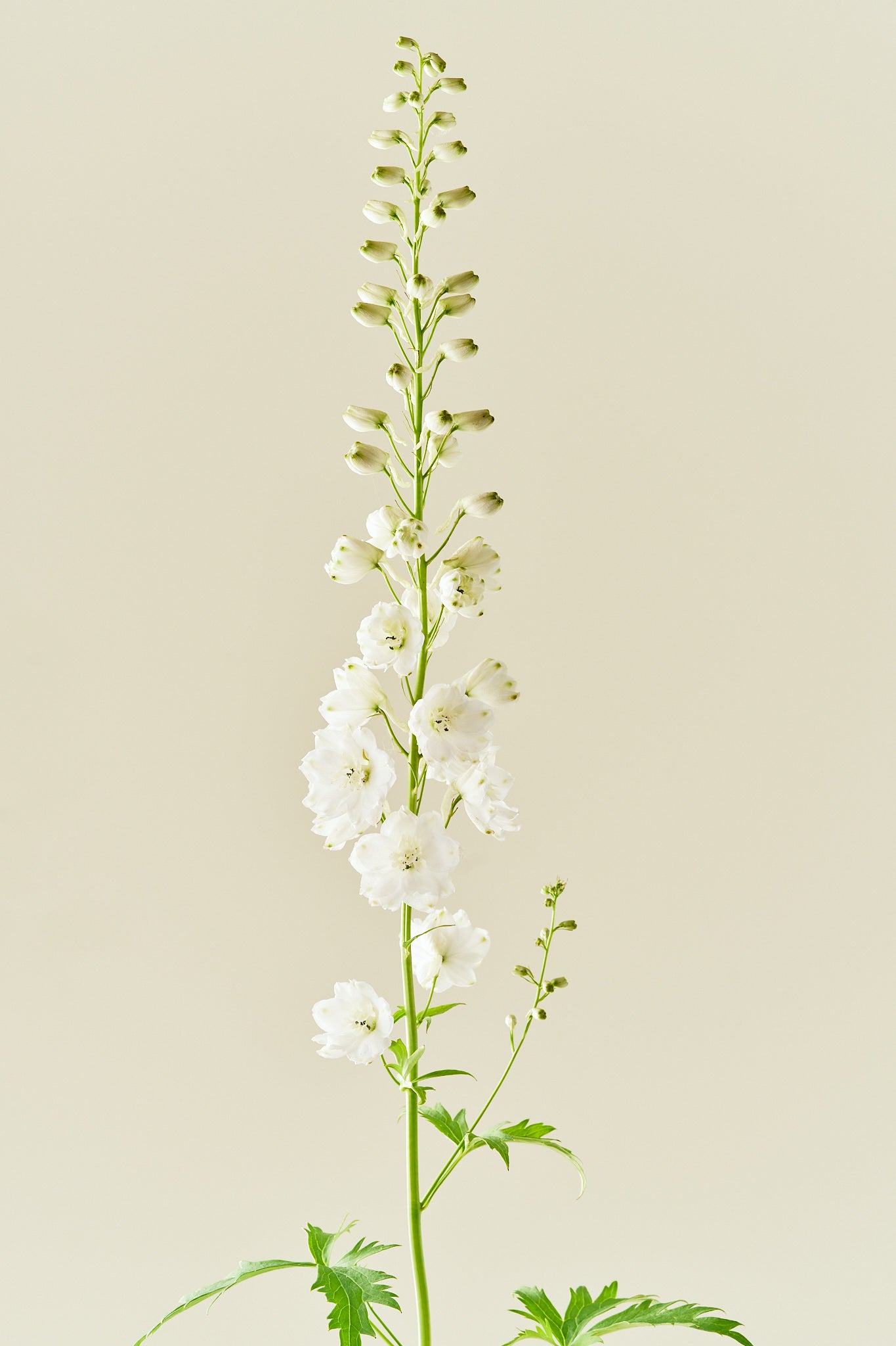 Ridderspore 'Magic Fountains Mix' - frø - Stauder - til din skærehave her vist på billede 4 fra Frk. Grønt