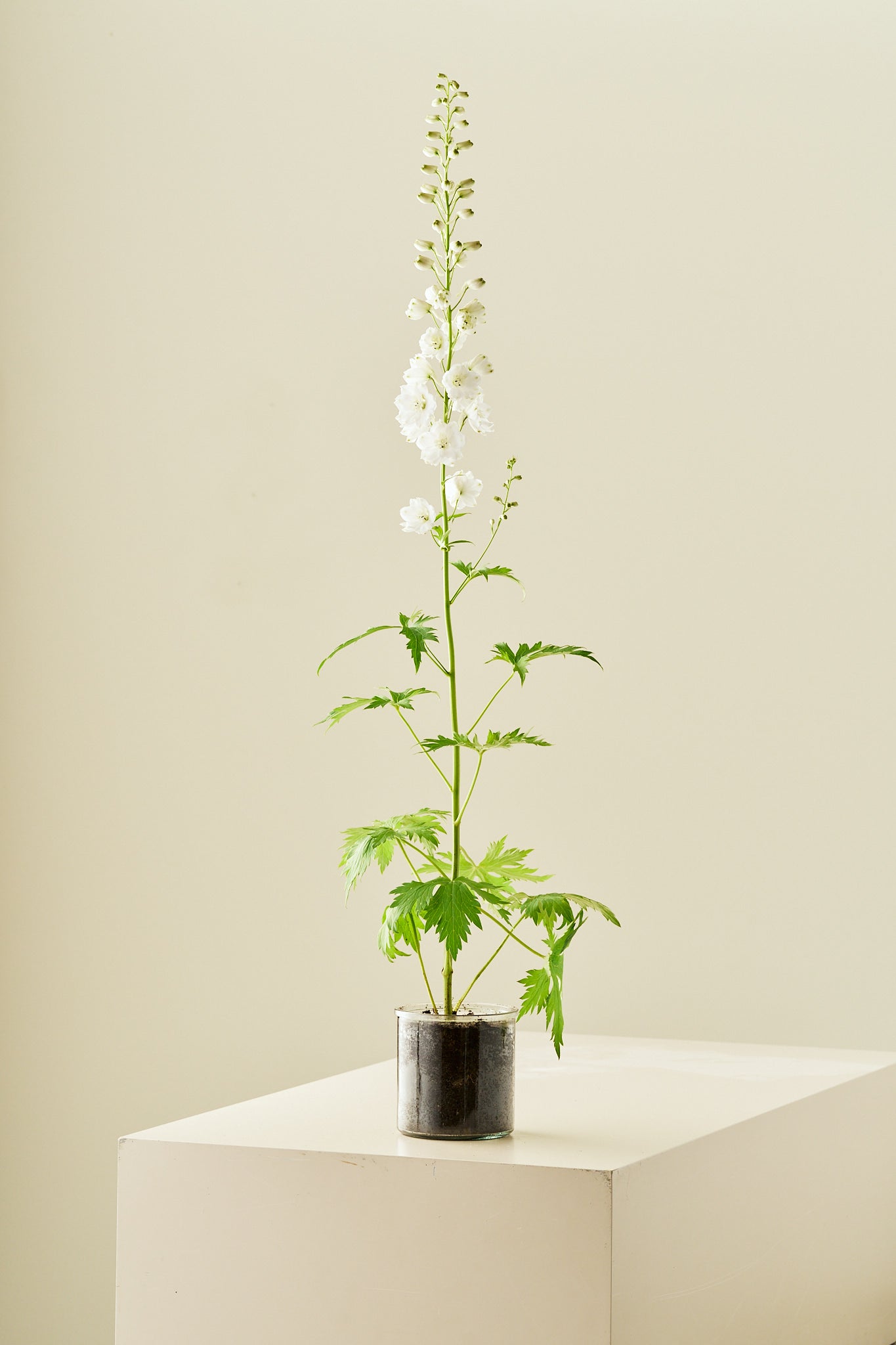 Ridderspore 'Magic Fountains Mix' - frø - Stauder - til din skærehave her vist på billede 5 fra Frk. Grønt