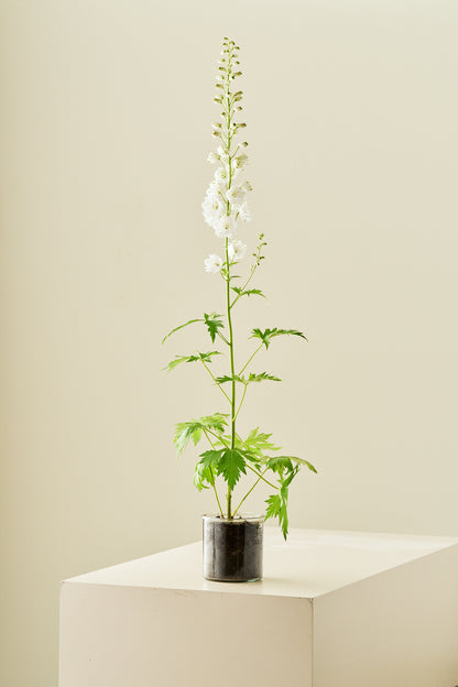 Ridderspore 'Magic Fountains Mix' - frø - Stauder - til din skærehave her vist på billede 5 fra Frk. Grønt