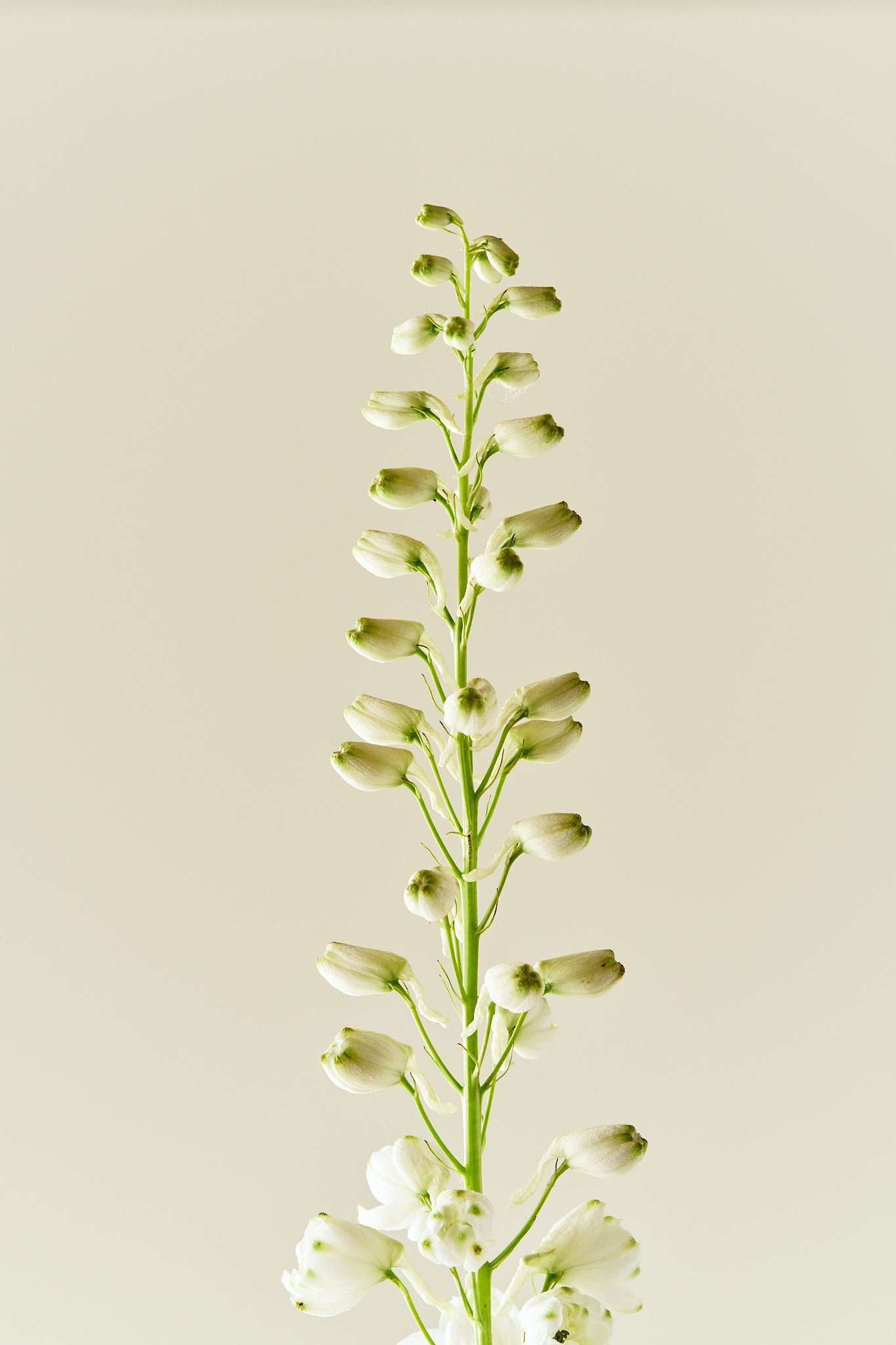 Ridderspore 'Magic Fountains Mix' - frø - Stauder - til din skærehave her vist på billede 6 fra Frk. Grønt