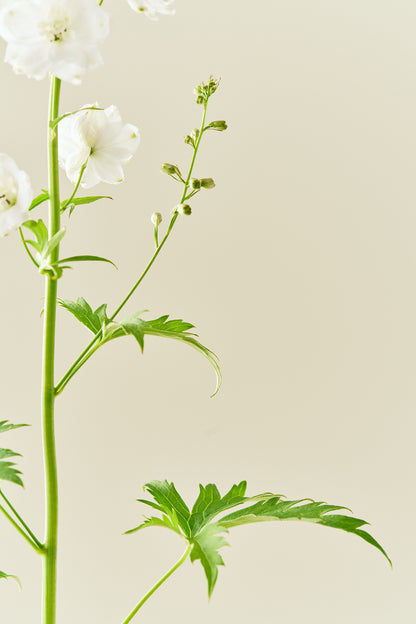 Ridderspore 'Magic Fountains Mix' - frø - Stauder - til din skærehave her vist på billede 8 fra Frk. Grønt