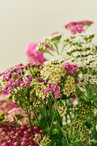 Røllike 'Colorado mix' - mix - Stauder - til din skærehave her vist på billede 1 fra Frk. Grønt