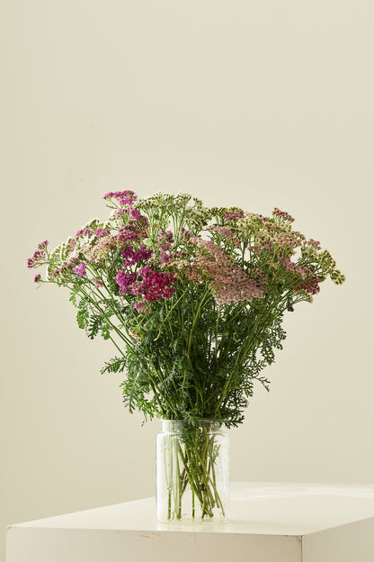 Røllike 'Colorado mix' - mix - Stauder - til din skærehave her vist på billede 2 fra Frk. Grønt