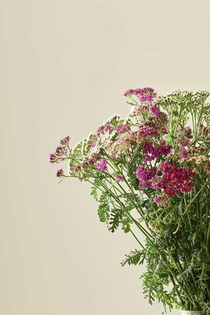 Røllike 'Colorado mix' - mix - Stauder - til din skærehave her vist på billede 3 fra Frk. Grønt