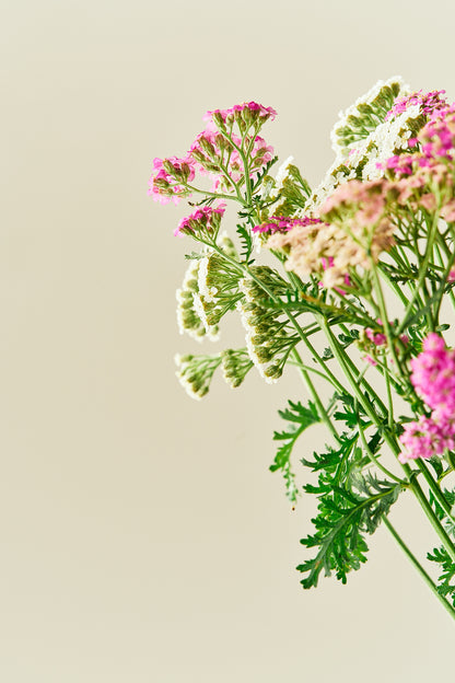 Røllike 'Colorado mix' - mix - Stauder - til din skærehave her vist på billede 4 fra Frk. Grønt