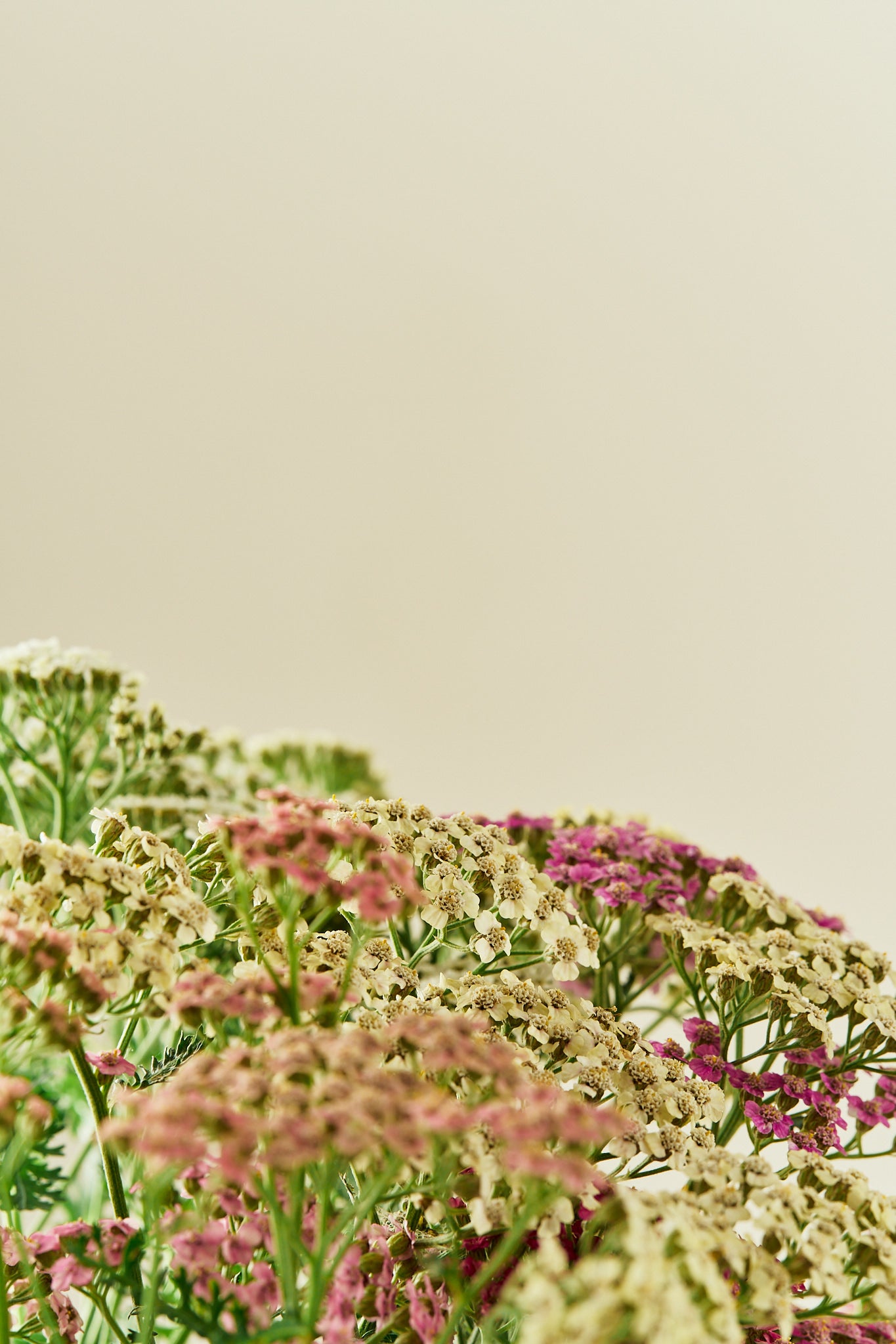 Røllike 'Colorado mix' - mix - Stauder - til din skærehave her vist på billede 5 fra Frk. Grønt