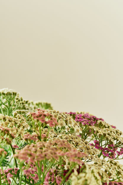 Røllike 'Colorado mix' - mix - Stauder - til din skærehave her vist på billede 5 fra Frk. Grønt