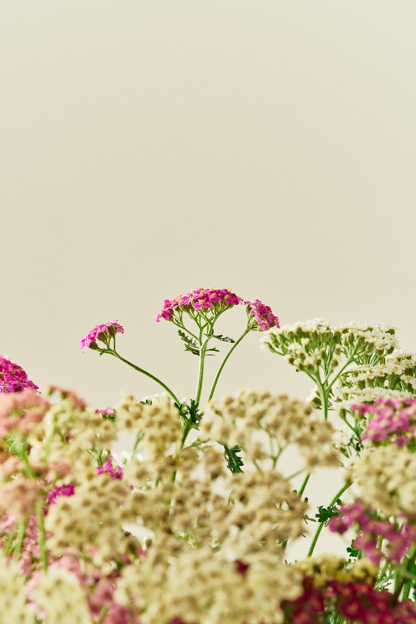 Røllike 'Colorado mix' - mix - Stauder - til din skærehave her vist på billede 6 fra Frk. Grønt