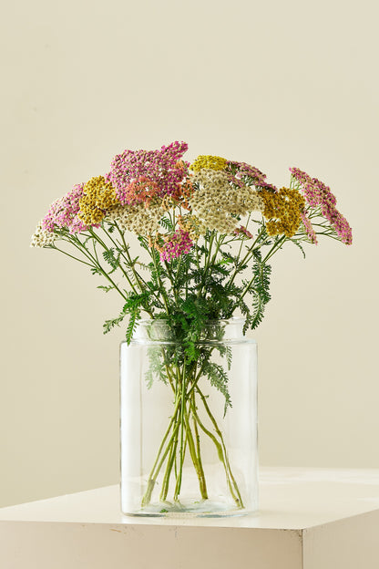 Røllike 'Summer Pastels mix' - frø - Stauder - til din skærehave her vist på billede 1 fra Frk. Grønt