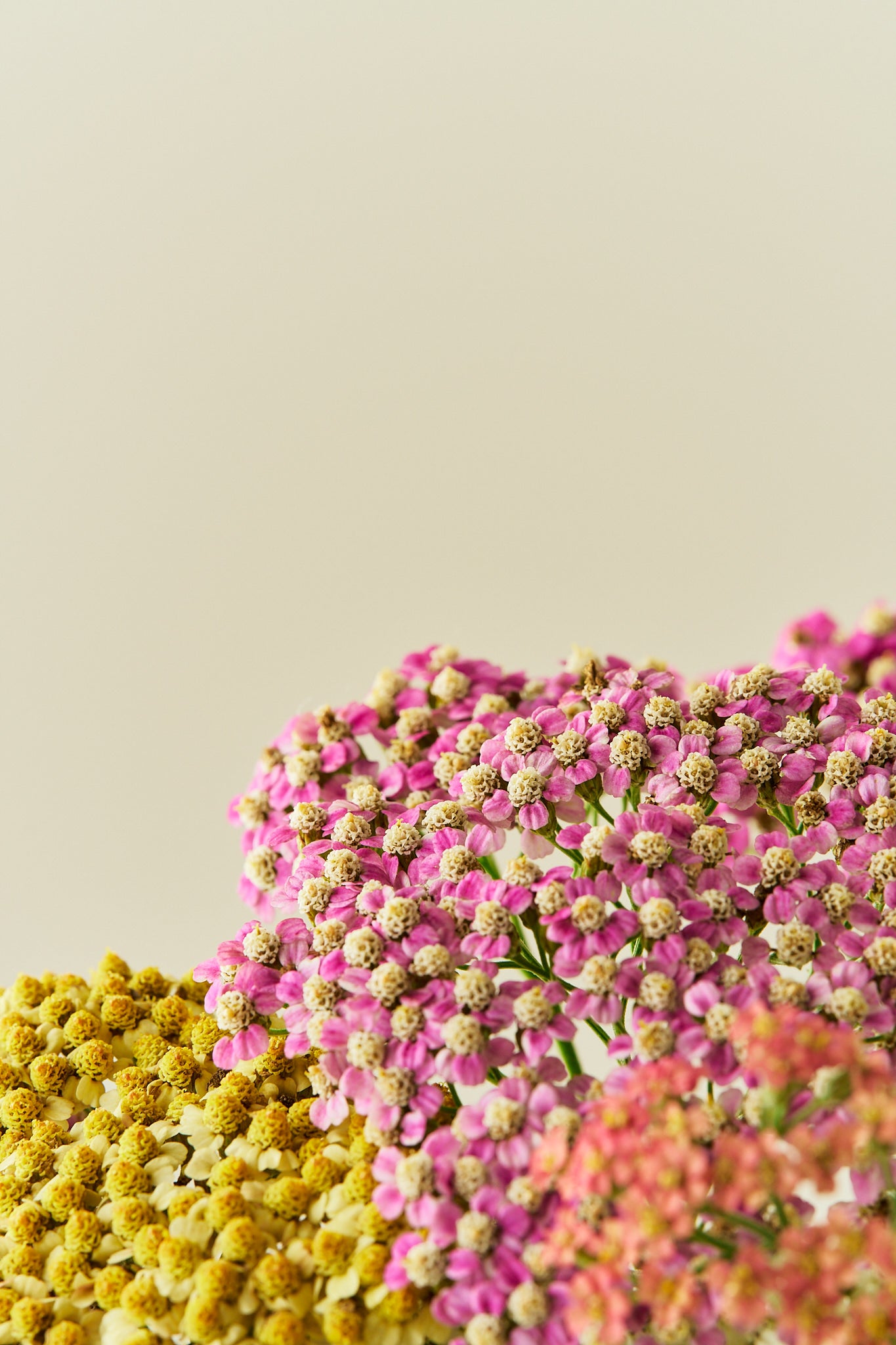 Røllike 'Summer Pastels mix' - frø - Stauder - til din skærehave her vist på billede 3 fra Frk. Grønt