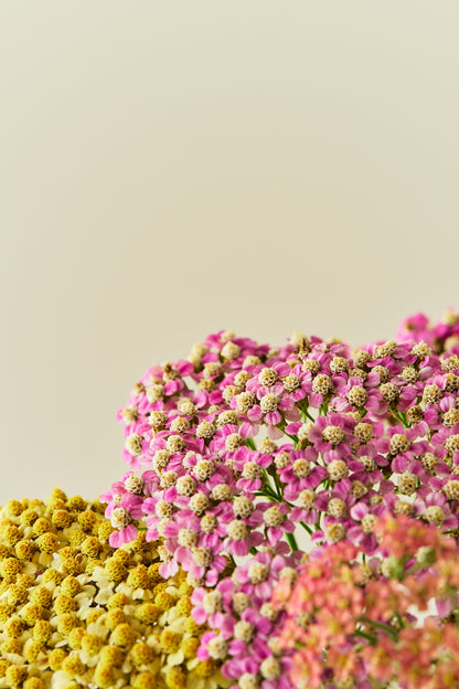 Røllike 'Summer Pastels mix' - frø - Stauder - til din skærehave her vist på billede 3 fra Frk. Grønt