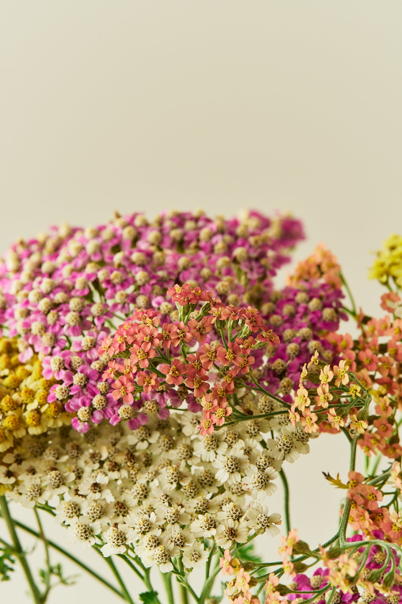 Røllike 'Summer Pastels mix' - frø - Stauder - til din skærehave her vist på billede 4 fra Frk. Grønt