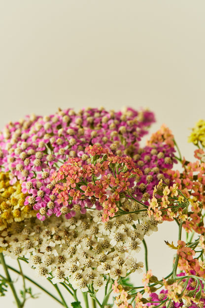 Røllike 'Summer Pastels mix' - frø - Stauder - til din skærehave her vist på billede 4 fra Frk. Grønt