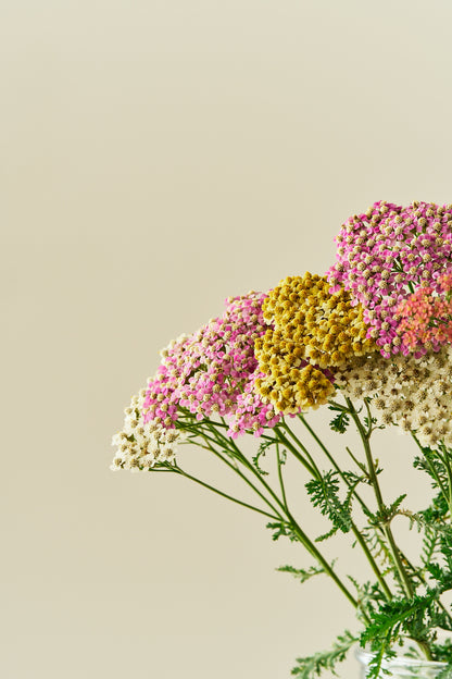 Røllike 'Summer Pastels mix' - frø - Stauder - til din skærehave her vist på billede 5 fra Frk. Grønt