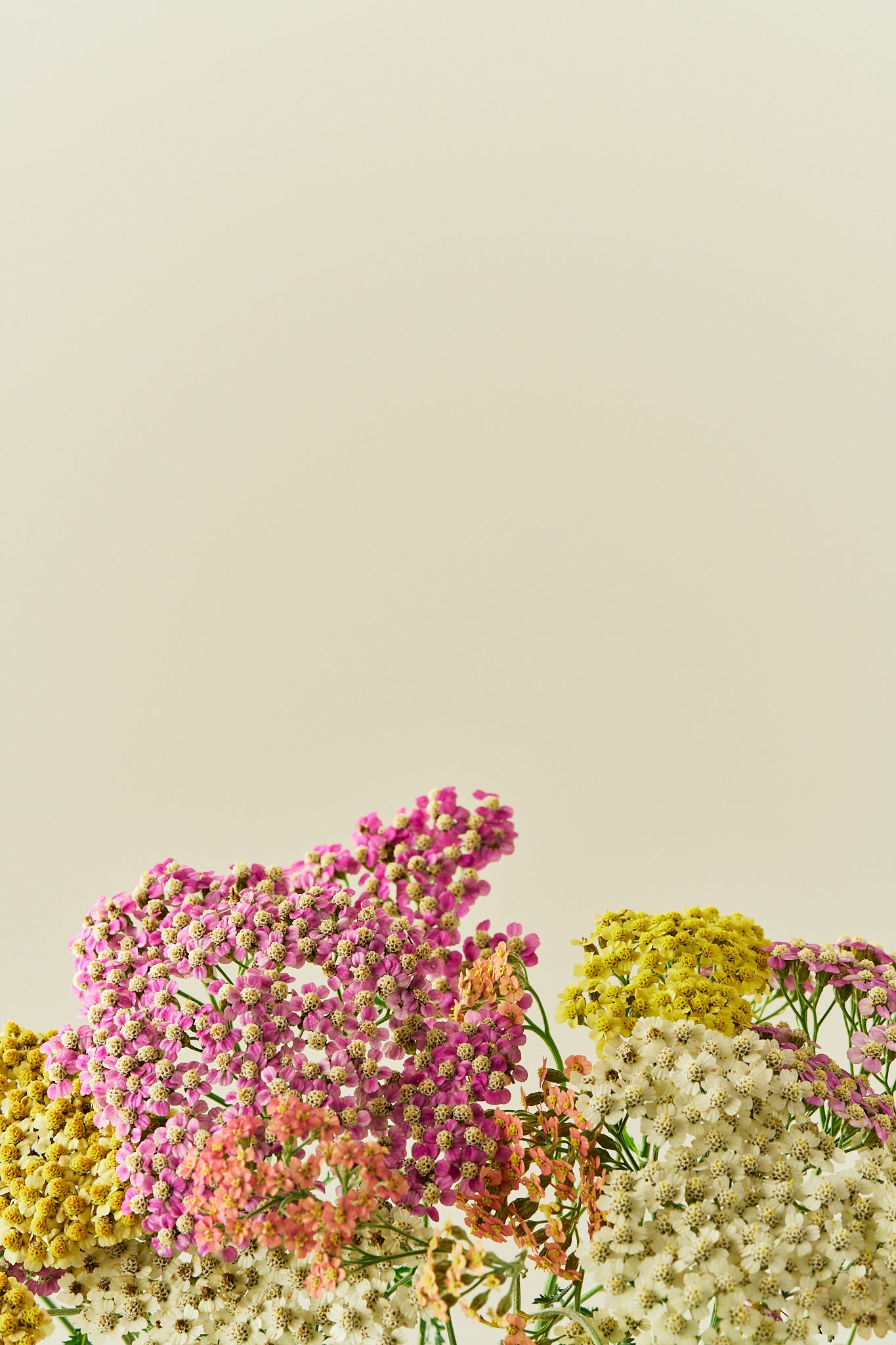 Røllike 'Summer Pastels mix' - frø - Stauder - til din skærehave her vist på billede 6 fra Frk. Grønt