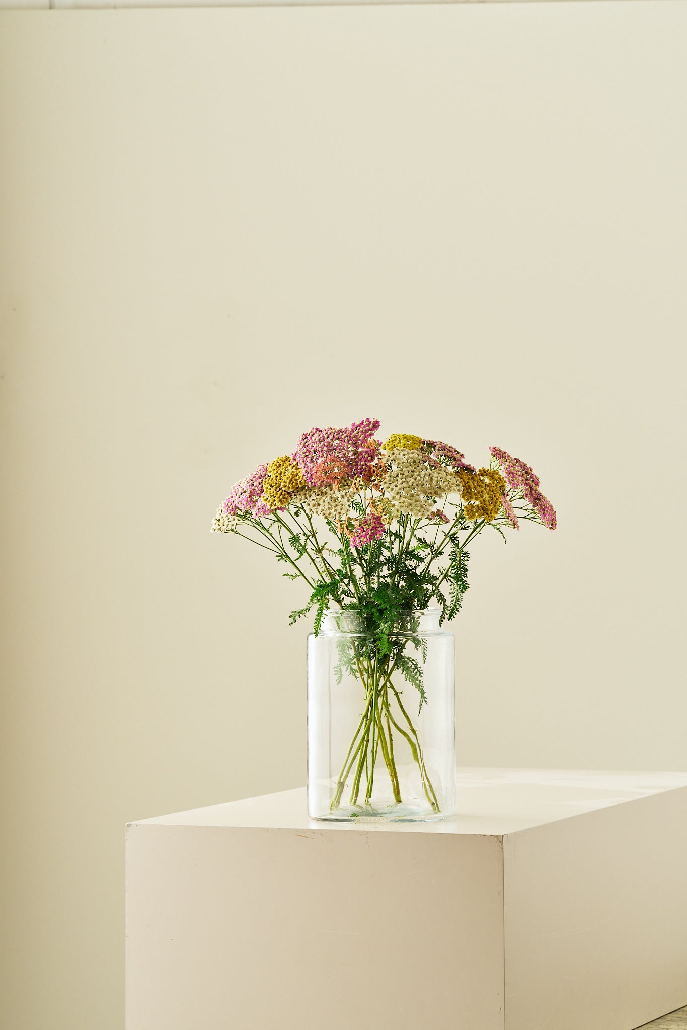 Røllike 'Summer Pastels mix' - frø - Stauder - til din skærehave her vist på billede 7 fra Frk. Grønt