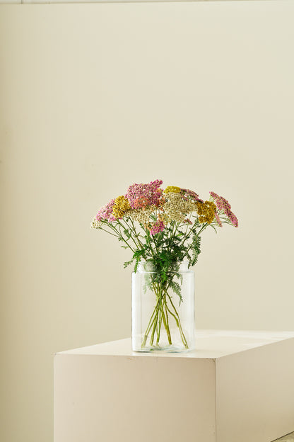 Røllike 'Summer Pastels mix' - frø - Stauder - til din skærehave her vist på billede 7 fra Frk. Grønt