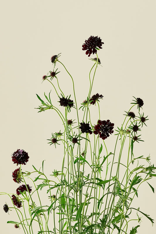 Skabiose 'Black Knight' - frø - 1-årige sommerblomster - til din skærehave her vist på billede 1 fra Frk. Grønt
