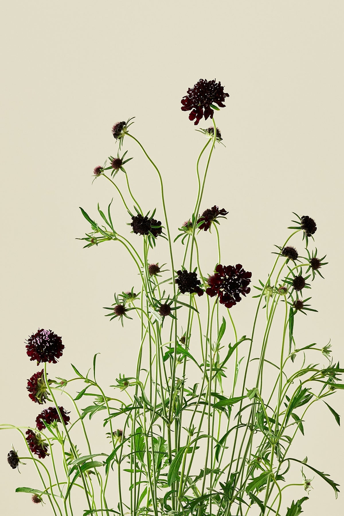 Skabiose 'Black Knight' - frø - 1-årige sommerblomster - til din skærehave her vist på billede 1 fra Frk. Grønt