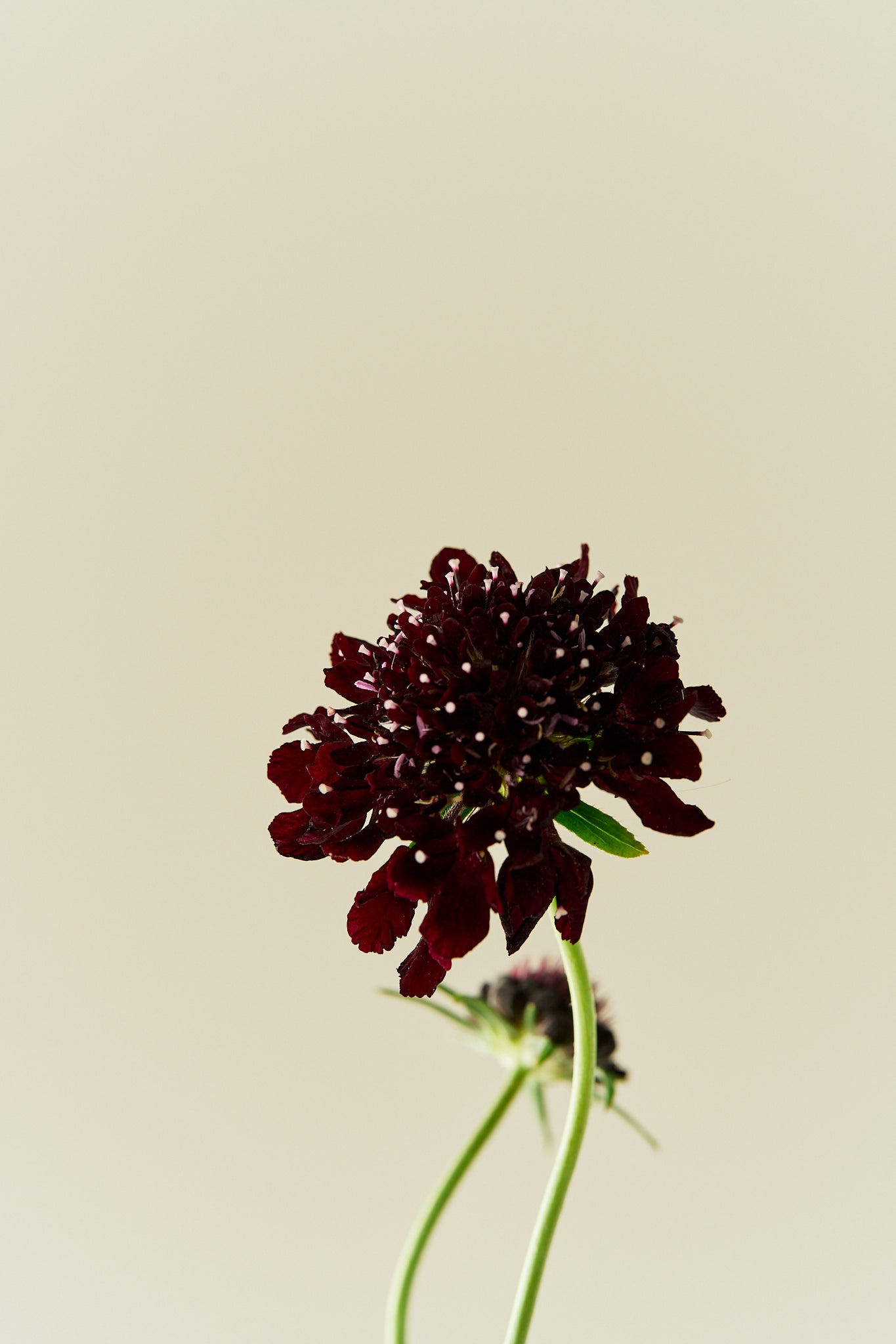 Skabiose 'Black Knight' - frø - 1-årige sommerblomster - til din skærehave her vist på billede 5 fra Frk. Grønt