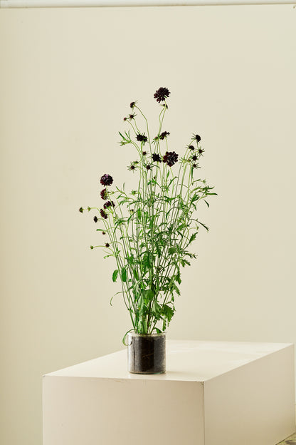 Skabiose 'Black Knight' - frø - 1-årige sommerblomster - til din skærehave her vist på billede 6 fra Frk. Grønt