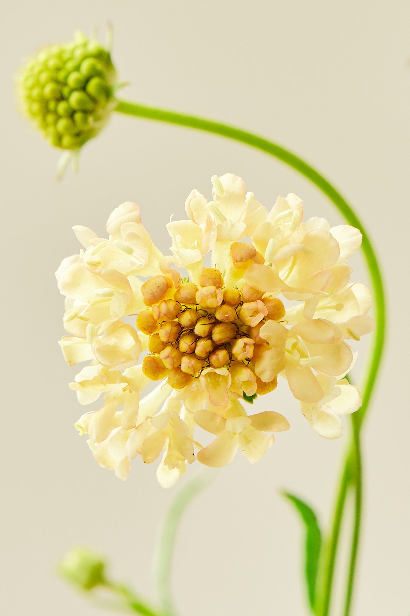Skabiose 'Fata Morgana' - frø - 1-årige sommerblomster - til din skærehave her vist på billede 1 fra Frk. Grønt