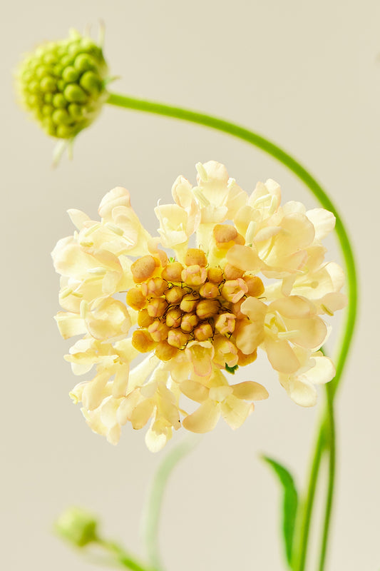 Skabiose 'Fata Morgana' - frø - 1-årige sommerblomster - til din skærehave her vist på billede 1 fra Frk. Grønt