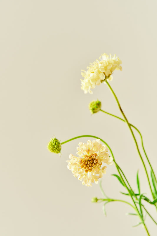 Skabiose 'Fata Morgana' - frø - 1-årige sommerblomster - til din skærehave her vist på billede 2 fra Frk. Grønt