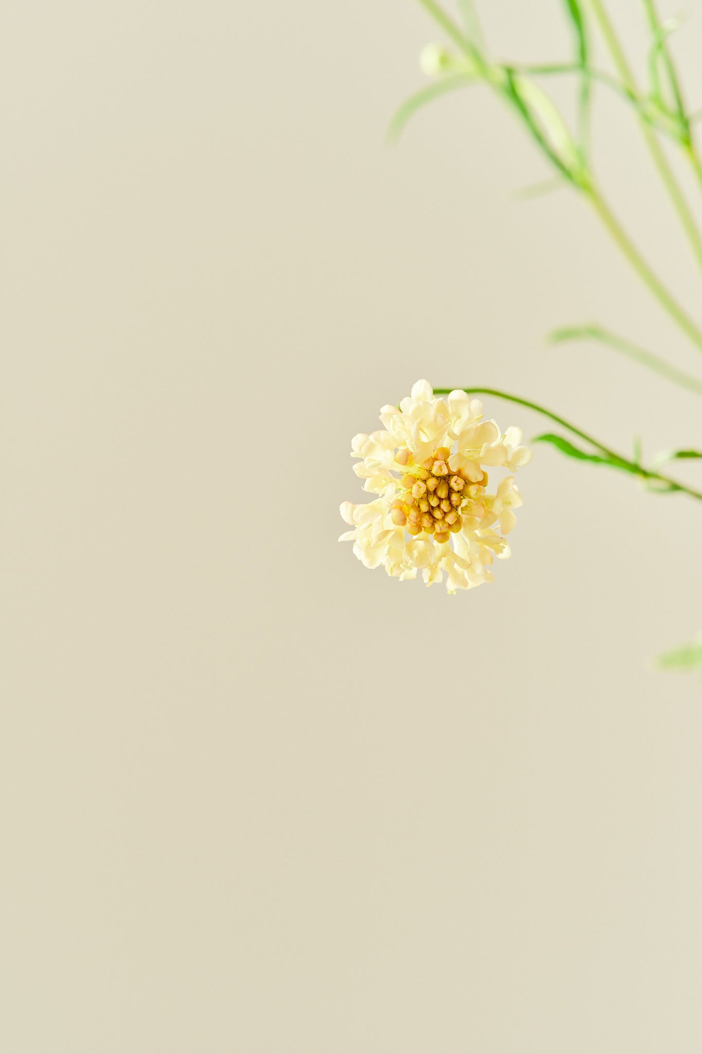 Skabiose 'Fata Morgana' - frø - 1-årige sommerblomster - til din skærehave her vist på billede 3 fra Frk. Grønt