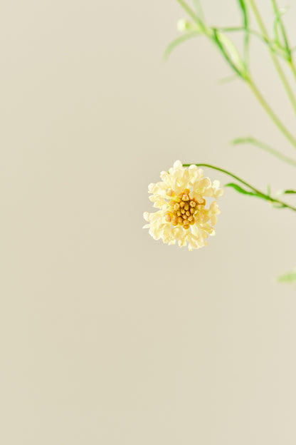 Skabiose 'Fata Morgana' - frø - 1-årige sommerblomster - til din skærehave her vist på billede 3 fra Frk. Grønt