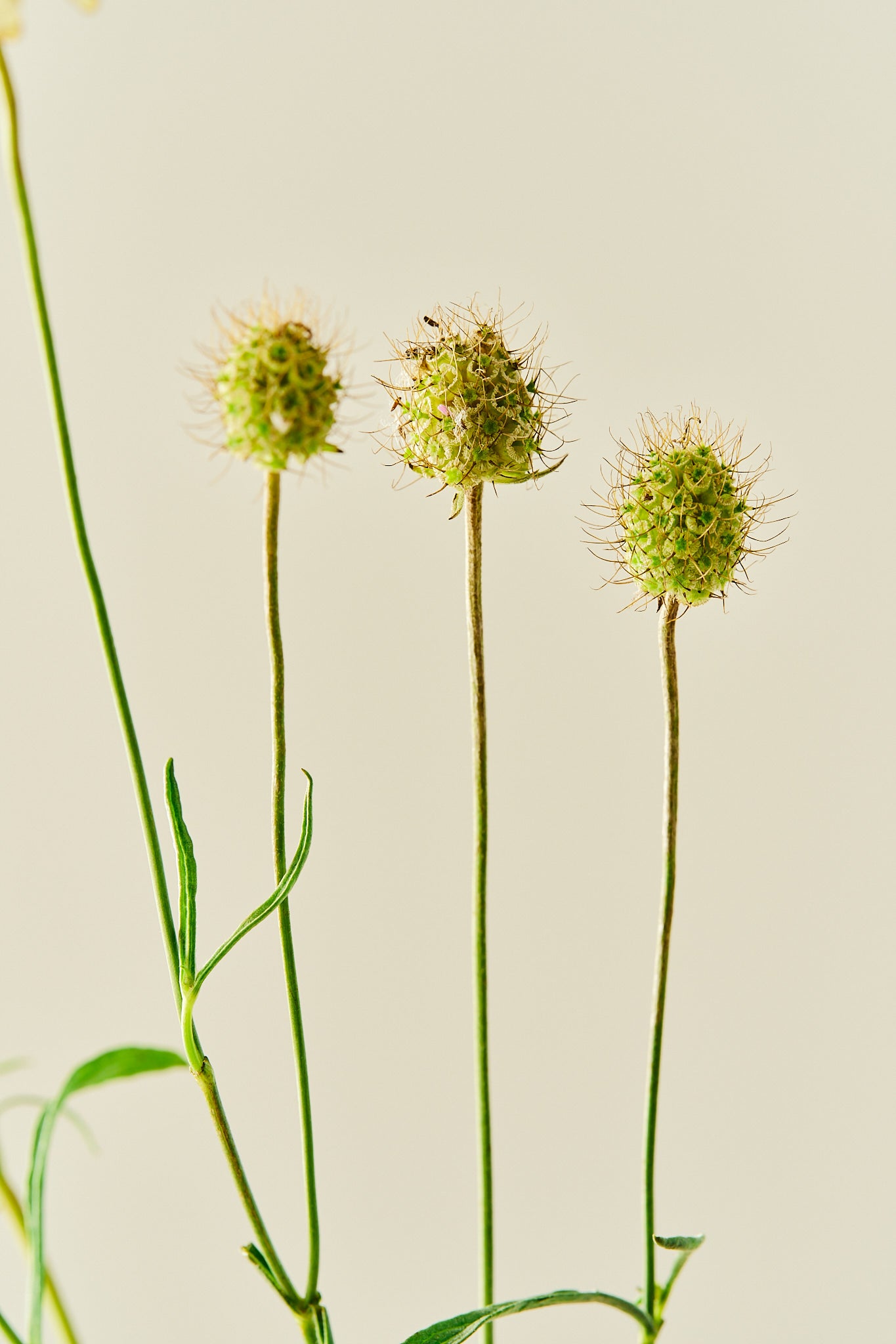 Skabiose 'Fata Morgana' - frø - 1-årige sommerblomster - til din skærehave her vist på billede 4 fra Frk. Grønt