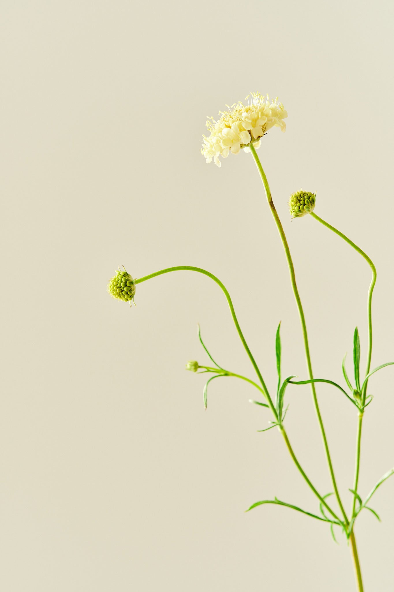 Skabiose 'Fata Morgana' - frø - 1-årige sommerblomster - til din skærehave her vist på billede 5 fra Frk. Grønt