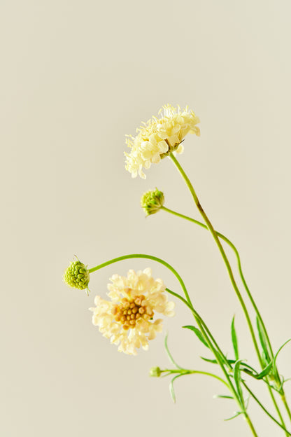 Skabiose 'Fata Morgana' - frø - 1-årige sommerblomster - til din skærehave her vist på billede 6 fra Frk. Grønt