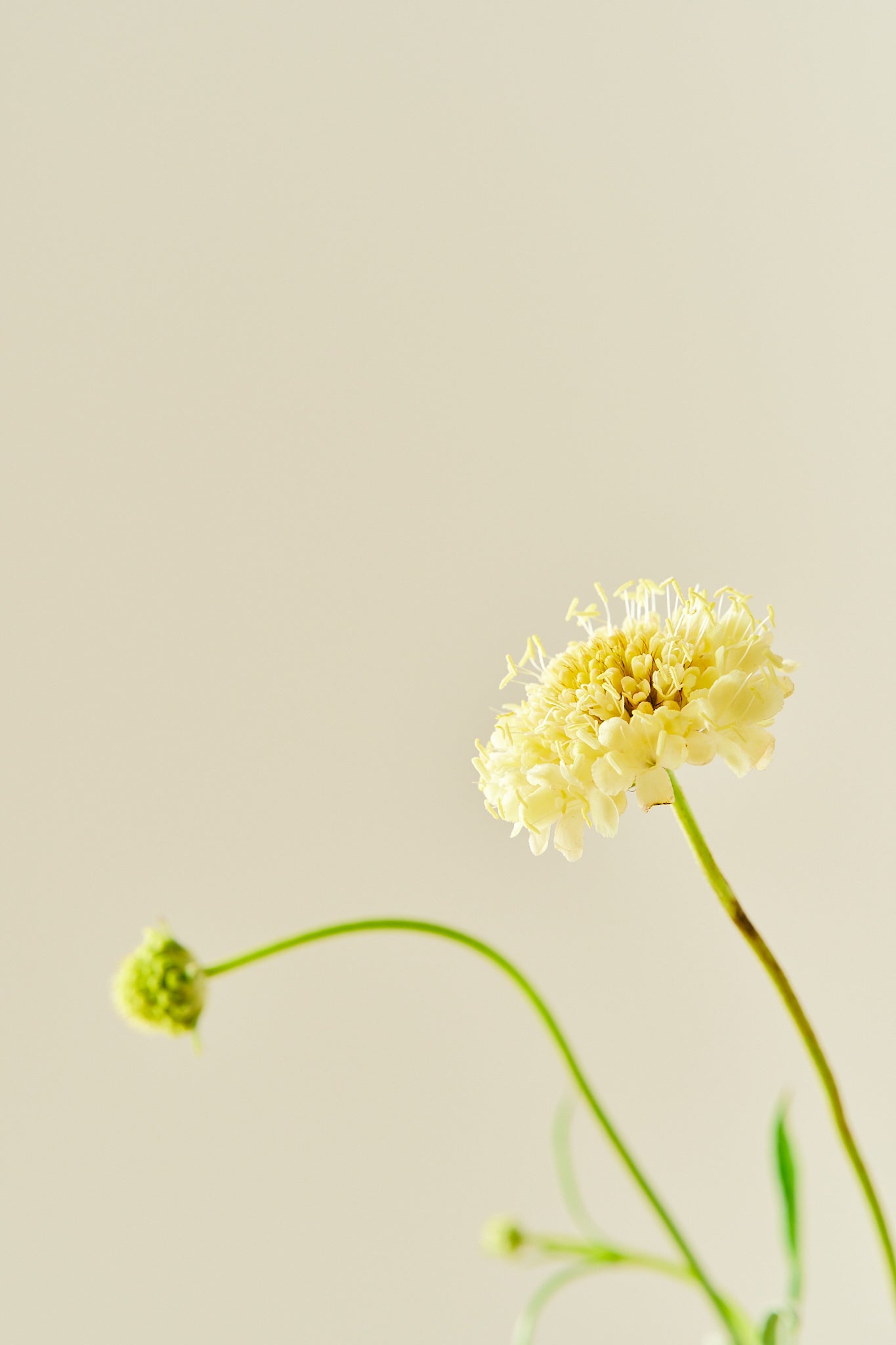 Skabiose 'Fata Morgana' - frø - 1-årige sommerblomster - til din skærehave her vist på billede 7 fra Frk. Grønt