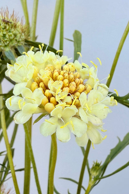 Skabiose 'Fata Morgana' - frø - 1-årige sommerblomster - til din skærehave her vist på billede 8 fra Frk. Grønt