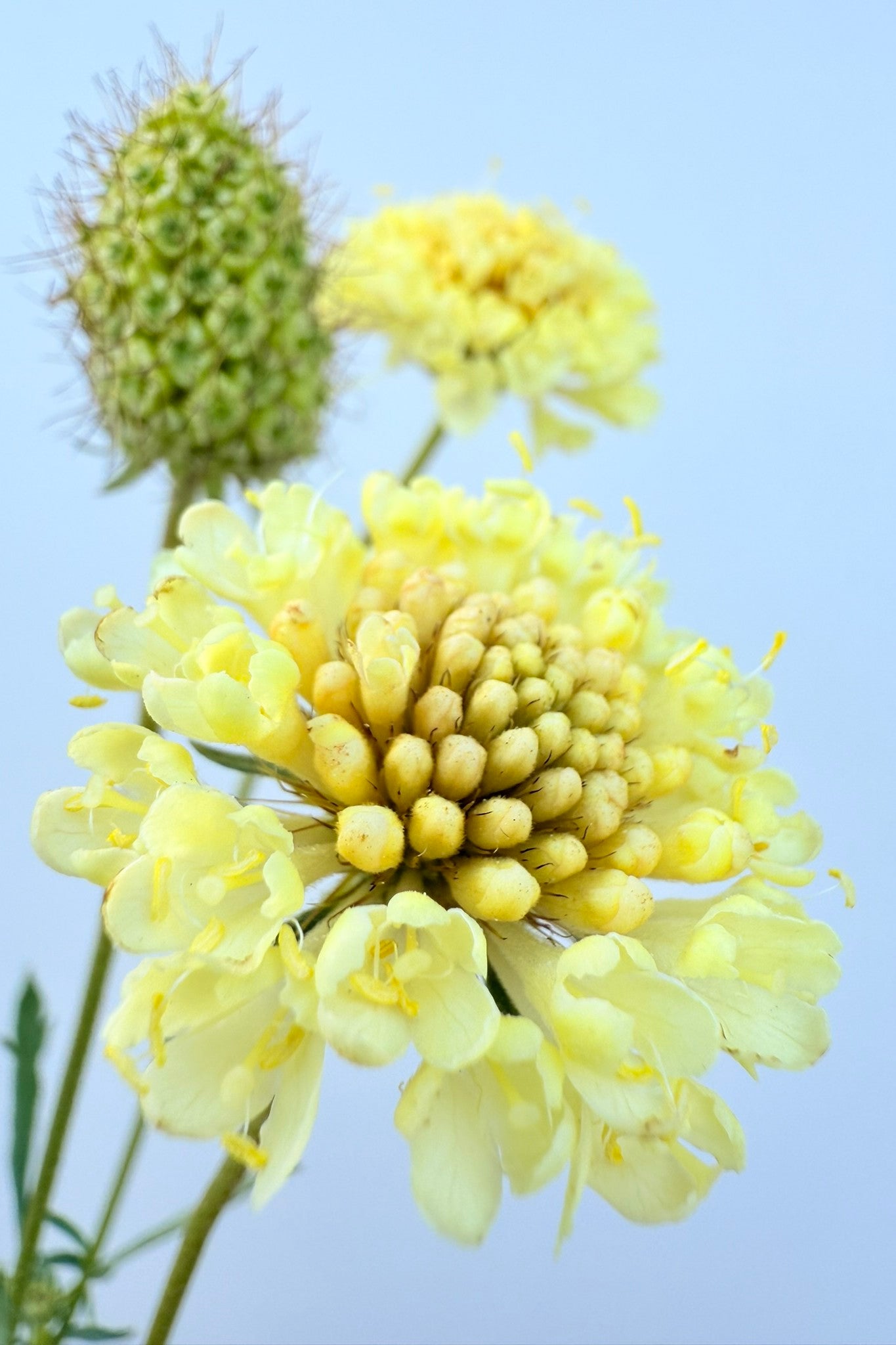 Skabiose 'Fata Morgana' - frø - 1-årige sommerblomster - til din skærehave her vist på billede 9 fra Frk. Grønt