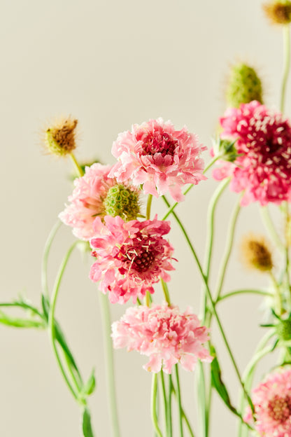 Skabiose 'Salmon Queen' - frø - 1-årige sommerblomster - til din skærehave her vist på billede 1 fra Frk. Grønt