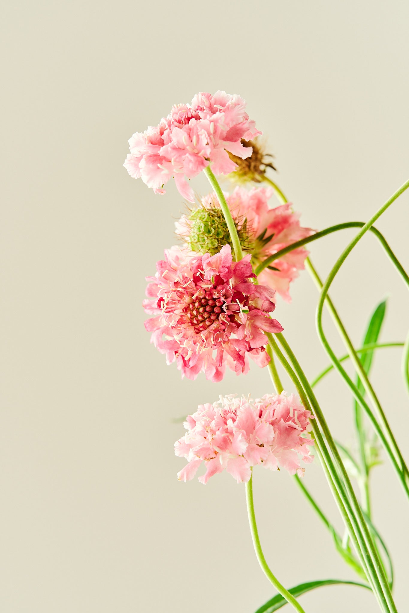 Skabiose 'Salmon Queen' - frø - 1-årige sommerblomster - til din skærehave her vist på billede 4 fra Frk. Grønt