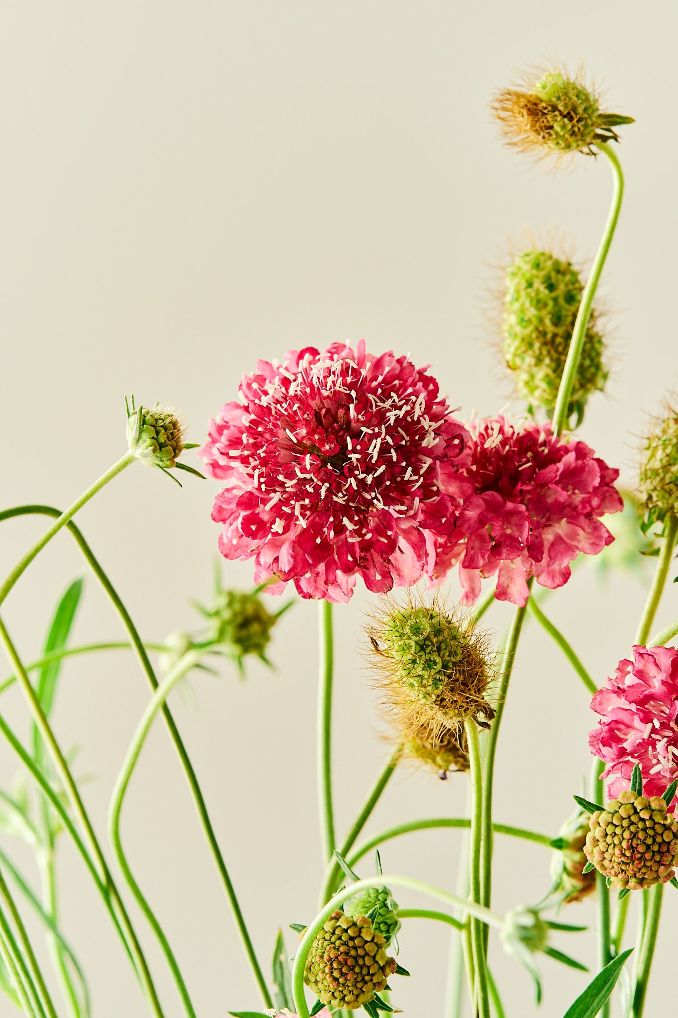 Skabiose 'Salmon Queen' - frø - 1-årige sommerblomster - til din skærehave her vist på billede 5 fra Frk. Grønt
