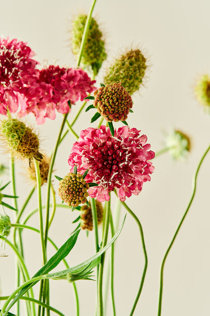 Skabiose 'Salmon Queen' - frø - 1-årige sommerblomster - til din skærehave her vist på billede 6 fra Frk. Grønt