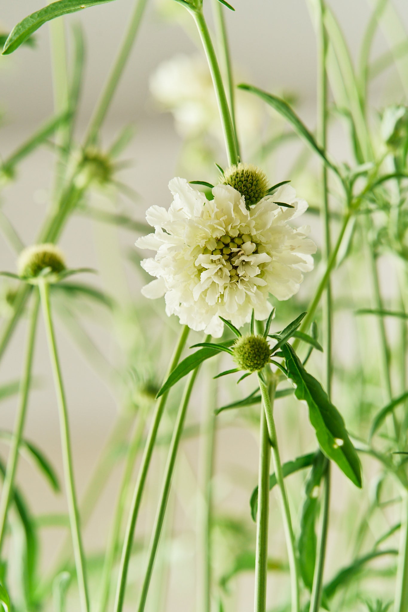 Skabiose 'Snowmaiden' - frø - 1-årige sommerblomster - til din skærehave her vist på billede 3 fra Frk. Grønt