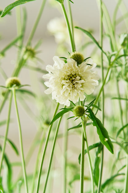 Skabiose 'Snowmaiden' - frø - 1-årige sommerblomster - til din skærehave her vist på billede 3 fra Frk. Grønt