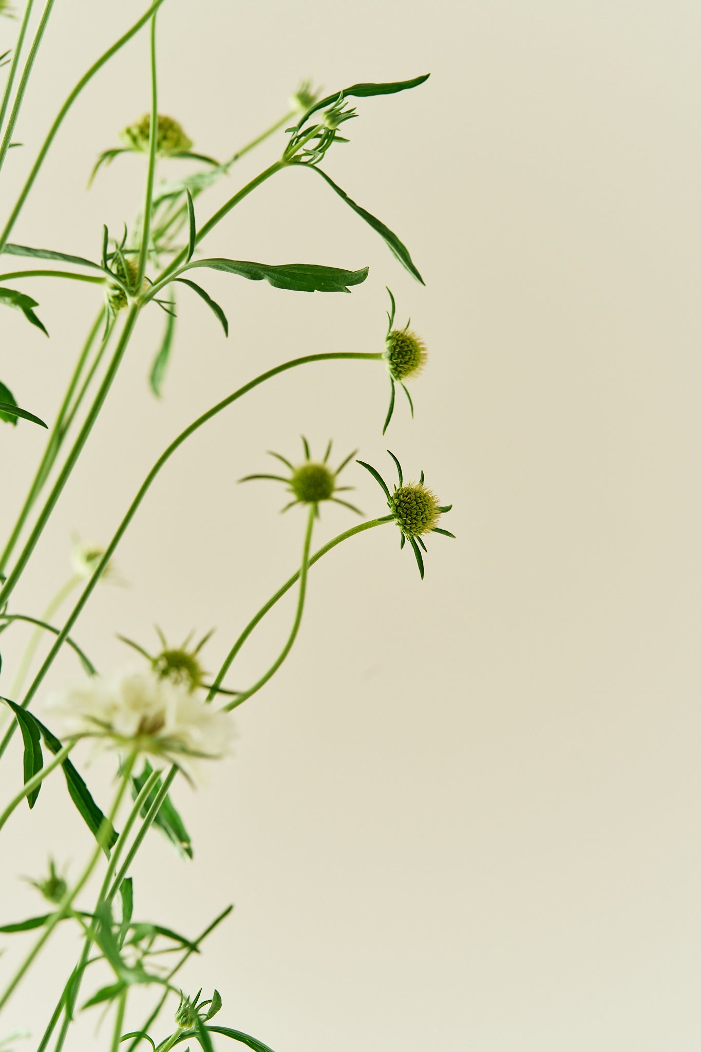 Skabiose 'Snowmaiden' - frø - 1-årige sommerblomster - til din skærehave her vist på billede 4 fra Frk. Grønt
