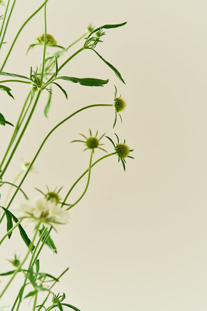 Skabiose 'Snowmaiden' - frø - 1-årige sommerblomster - til din skærehave her vist på billede 4 fra Frk. Grønt