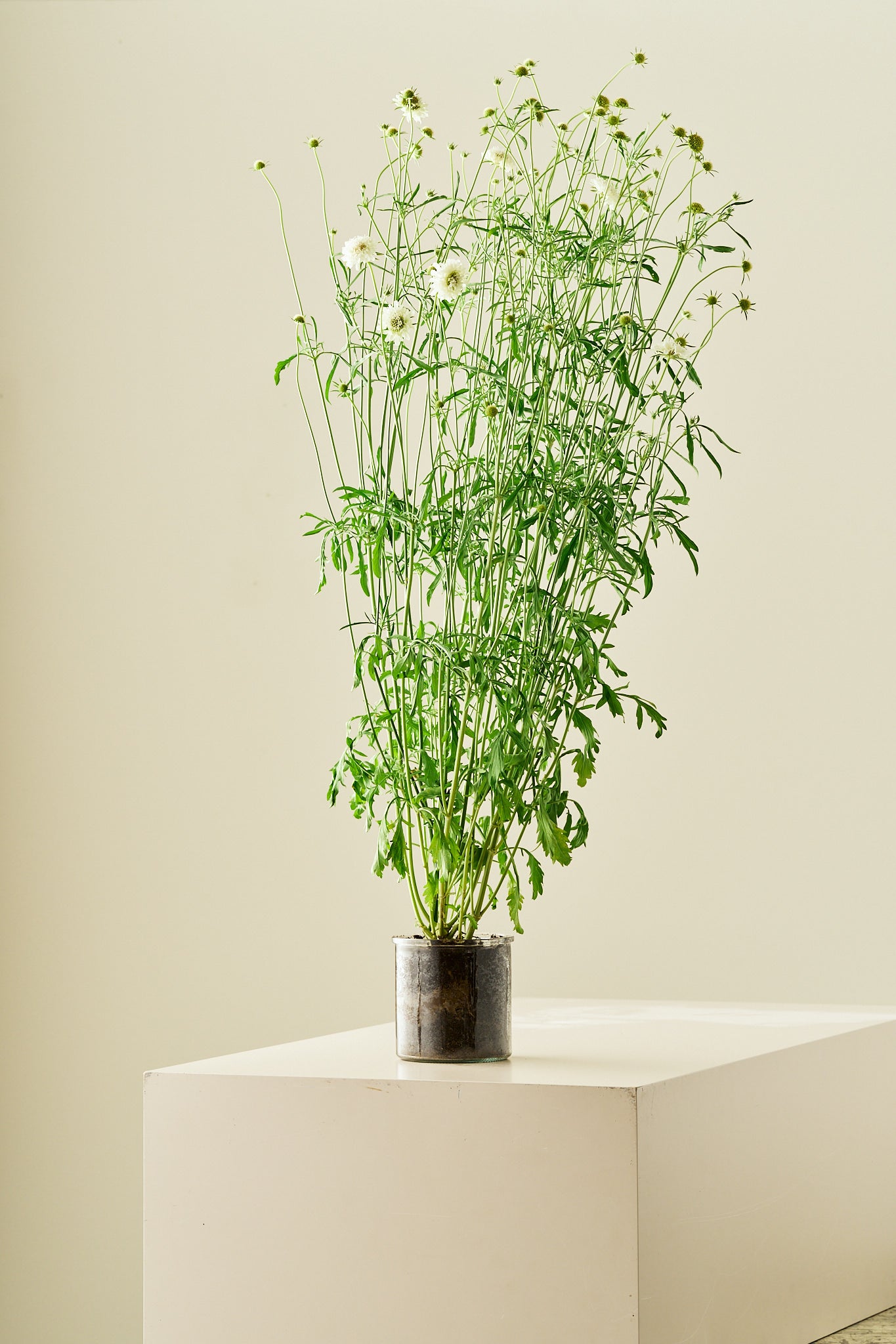 Skabiose 'Snowmaiden' - frø - 1-årige sommerblomster - til din skærehave her vist på billede 5 fra Frk. Grønt