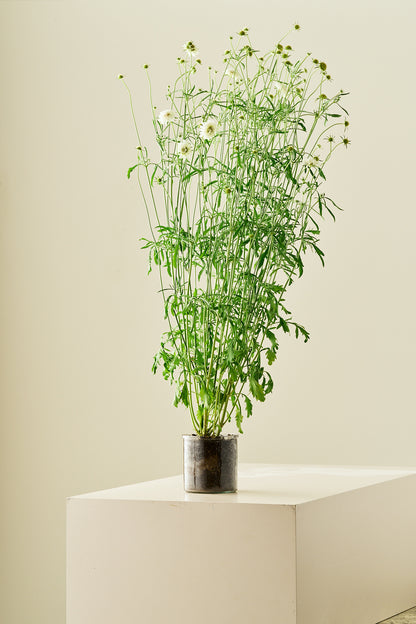 Skabiose 'Snowmaiden' - frø - 1-årige sommerblomster - til din skærehave her vist på billede 5 fra Frk. Grønt